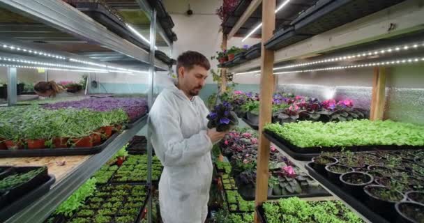 Agricultor verifica violas flores comestíveis das prateleiras da fazenda vertical, superalimento vitaminizado, negócio agrícola, 4k 60p Prores — Vídeo de Stock