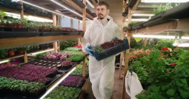Farmář sbírá objednávky s rostoucími barevnými mikrozelení z vertikální farmy, pěstování vitaminizované superfood, zemědělská zeleň, 4k 60p — Stock video