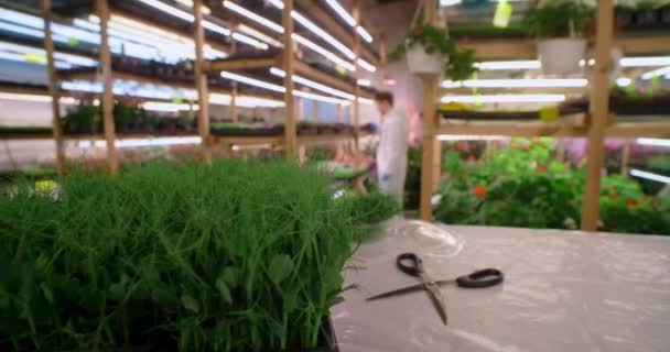 농부는 미세 녹색 수직 농업, 체외 식품, 농업 , 4k 60p 생산 공장에서 일한다 — 비디오