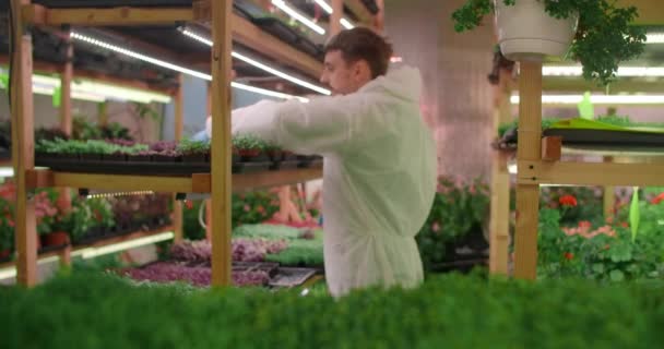 Farmer trabalha sob a fazenda vertical microgreens, superfood vitaminized, negócio da agricultura, 4k 60p Prores — Vídeo de Stock