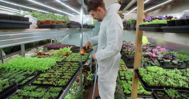 Farmer hosing down a trays with growing microgreens seedlings, vertical farming, small business, 4k 60p Prores — Stock Video
