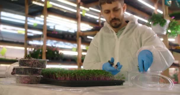증식가 들은 마이크 로 녹색 , 마이크 로 녹색 수확 , 비타민 화된 슈퍼 푸드 , 4k 60p 프로 의 싹을 자르고 포장한다 — 비디오