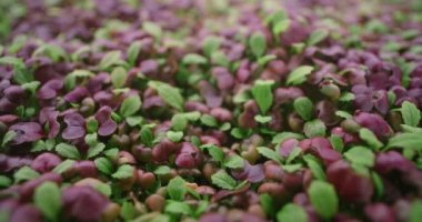 Büyüyen turp mikroçim, dikey tarım yeşillikleri, vitaminli süper yiyecekler, ev işi, 4k 60p Prores.