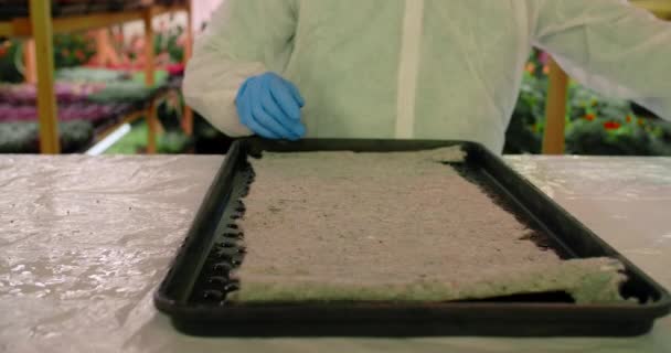 Αγρότης σπέρνει φασόλια μπιζέλια στο αγρόκτημα microgreens, κάθετη γεωργία, vitaminized superfood, κατ 'οίκον επιχείρηση, 4k 60p Prores — Αρχείο Βίντεο