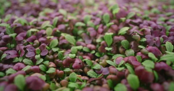Záběry pěstovaných barevných ředkviček mikrozeleně, vertikální zemědělství zeleně, vitaminizované superfood, domácí obchod, 4k 60p Prores — Stock video