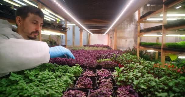 Farmer ellenőrzi mikrozöldségek csírák a polcokon a függőleges gazdaság, vitaminizált szuperélelmiszer, mezőgazdasági vállalkozás, 4k 60p Prores — Stock videók