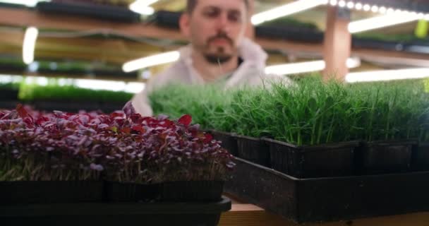 Rolnik bierze tacę pełną uprawianych mikrozieleni grochu, rosnących witalnych superżywności, rolnictwa pionowego, działalności rolniczej, 4k 60p — Wideo stockowe