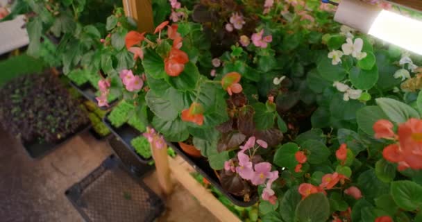 Rosnące jadalne kwiaty w pionowym gospodarstwie mikrozieleni, witalne superjedzenie, 4k 60p Prores — Wideo stockowe