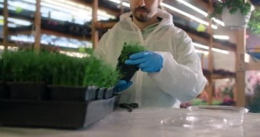 Çiftçi yeşil bezelye filizlerini keser ve paketler, mikro sebze hasadı, vitaminli süper yiyecek, 4k 60p Prores