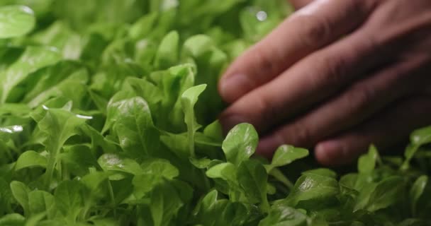 Фермер чистит ложе листьев салата рукой, выращивает зелень, витаминизированные суперпродукты, сельское хозяйство бизнес, 4k 60p — стоковое видео