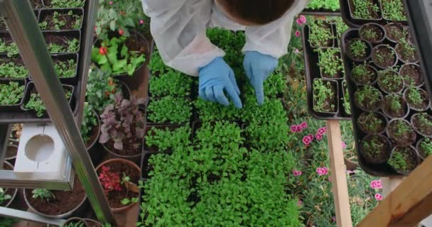 Farmer plevele z mikrozeleně klíčky, vertikální zemědělství zeleně, vitaminizované superfood, rodinný podnik, 4k 60p Prores — Stock video