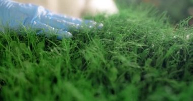 Çiftçi elleriyle bezelye filizlerini fırçalar, yeşillik yetiştirir, vitaminli süper yiyecekler, tarım sektörü, 4k 60p