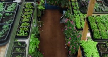 Mikroçim yetiştiren dikey çiftliğin rafları, dikey tarım, vitaminli süper gıda, küçük işletme, 4k 60p Prores