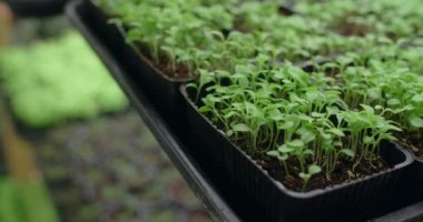 Raflarda büyüyen mikroçim, dikey tarım, ev işi, 4k 60p Prores