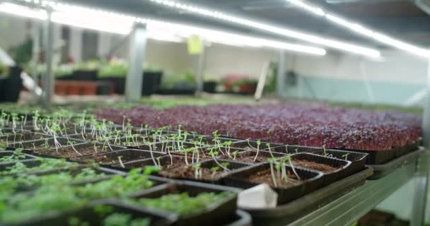 Microgreens coloridos crecientes en los estantes, agricultura vertical, negocio casero, 4k 60p Prores — Vídeos de Stock
