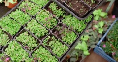 Raflarda büyüyen mikroçim, dikey tarım, ev işi, 4k 60p Prores