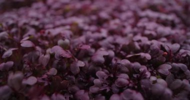 Makro görüntüler: Renkli turp mikroçim, dikey tarım yeşillikleri, ev işi, 4k 60p Prores