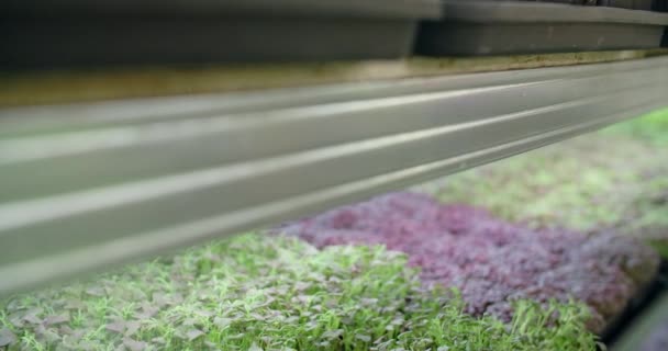 마이크 로 녹색, 수직 농업 , 에너지 화된 수퍼 푸드 , 소형 사업 , 4k 60p 프로 를 재배하는 수직 양식장 — 비디오