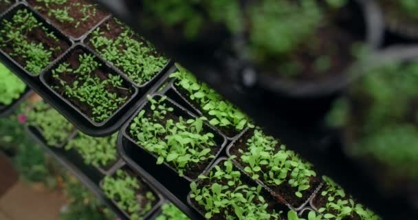 Pěstování mikrozeleně na regálech, vertikální zemědělství, domácí obchod, 4k 60p Prores — Stock video