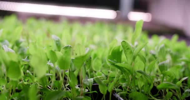 Growing sorrel microgreens on the shelves, vertical farming, vitaminized superfood, home business, 4k 60p Prores — Stock Video