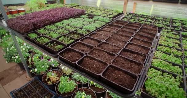Regály vertikální farmy, která pěstuje mikrozeleně, vertikální zemědělství, vitaminizované superpotraviny, malý podnik, 4k 60p Prores — Stock video