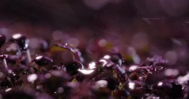 Growed radish microgreens are watered in slow motion, vertical farming microgreens, vitaminized superfood, 4k 60p Prores — 비디오