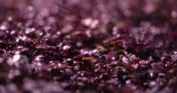 Rostoucí ředkvičky microgreens jsou zalévány ve zpomaleném filmu, vertikální zemědělství microgreens, vitaminized superfood, 4k 60p Prores — Stock video