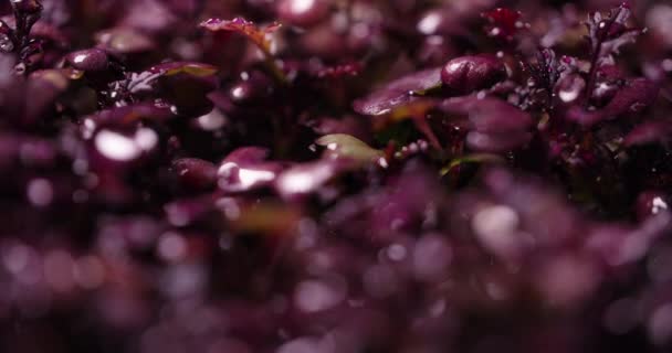 Imágenes de macro: microgreens de rábano colorido cultivado, verdes de agricultura vertical, negocio casero, 4k 60p Prores — Vídeos de Stock