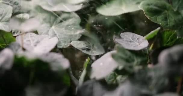 성장하는 먹을 수있는 꽃들은 서서히 움직 이고, 수직으로 재배되는 미세 한 채소 , 비타민 처리 된 초소형 식품 , 4k 60p 프로 로 물을 공급받는다 — 비디오