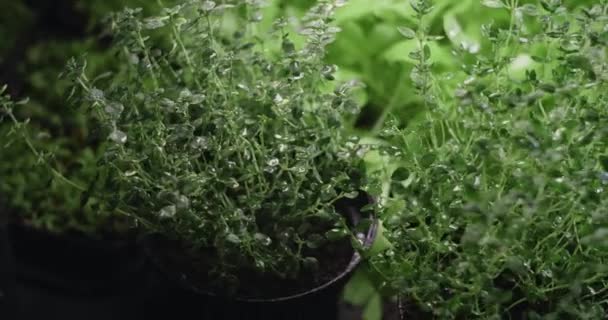 Pěstované byliny tymiánu mikrozeleně jsou zalévány ve zpomaleném filmu, vertikální zemědělství mikrozeleně, vitaminizované superfood, 4k 60p Prores — Stock video