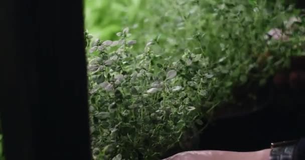 농부들은 자라는 백리향 허브, 성장하는 마이크로 그린, 열처리된 초본, 수직 농업그린 , 4k 60p 산포도와 함께 쟁반을 놓는다 — 비디오