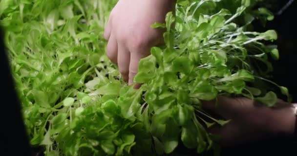 농부들은 채소를 재배하는 샐러드 의 마이크 로 녹색 접시 , 비타민 화된 수퍼 푸드 , 수직 농업그린, 가정 사업 , 4k 60p 프로 를 생산 한다 — 비디오