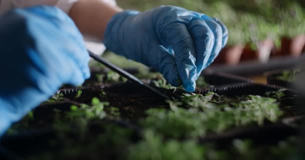 農業:温室内のマイクログリーンの農家の移植苗、 4k 60pプロレス — ストック動画