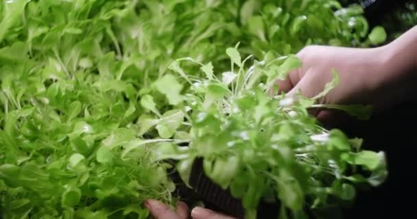 Çiftçi tepsiyi büyümüş salata mikro yeşillikleriyle büyütür, vitaminli süper yiyecekler yetiştirir, dikey tarım yeşillikleri, ev işi, 4k 60p Prores — Stok video