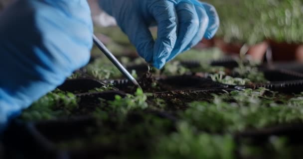 Pertanian: benih transplantasi petani mikrohijau di rumah kaca, 4k 60p Prores — Stok Video
