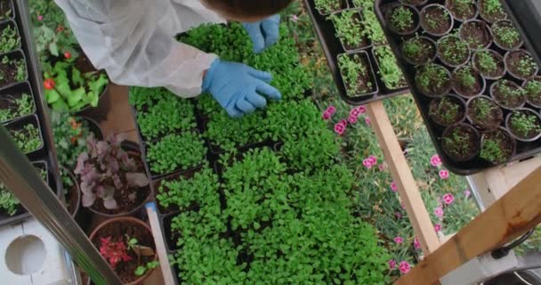 Farmer désherbe les germes de microgreens, verdure agricole verticale, superaliment vitaminé, entreprise familiale, 4k 60p Prores — Video