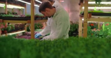 Çiftçi mikroyeşillikler dikey çiftlikte çalışıyor, vitaminli süper yiyecekler, tarım işi, 4k 60p Prores