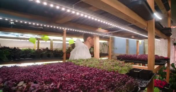 Boer controleert microgreens spruiten op de planken van de verticale boerderij, gevitamineerde superfood, landbouw bedrijf, 4k 60p Prores — Stockvideo