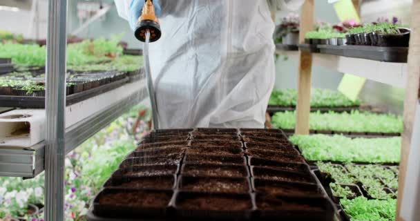 Αγρότης πλένει κάτω από ένα δίσκο με καλλιέργεια σπορόφυτα microgreens, κάθετη γεωργία, μικρές επιχειρήσεις, 4k 60p Prores — Αρχείο Βίντεο