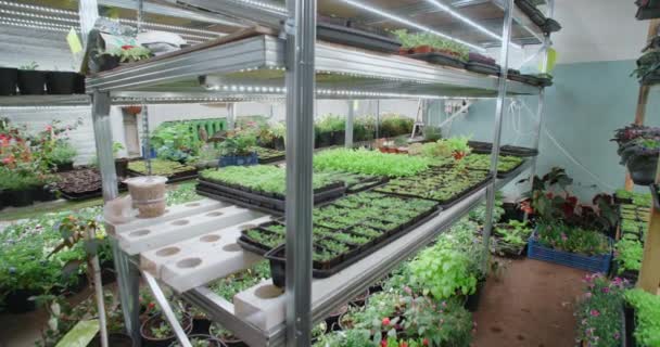 Vertikal gård med odlade mikrogreener, vertikal odling, hemmabruk, 4k DCI 60p Prores — Stockvideo