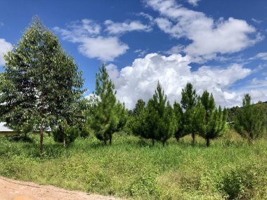 Galpones con cuarenta y cinco mil pollitos bebes de un da nacidos, a los cuarenta das estn listos a su distribucin por toda la regin. 