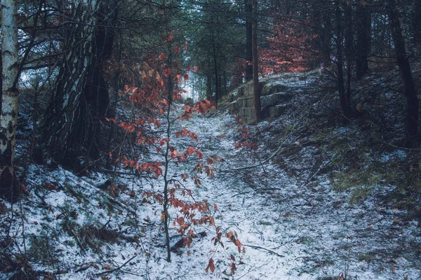 Kışın duvarı olan orman yolu.