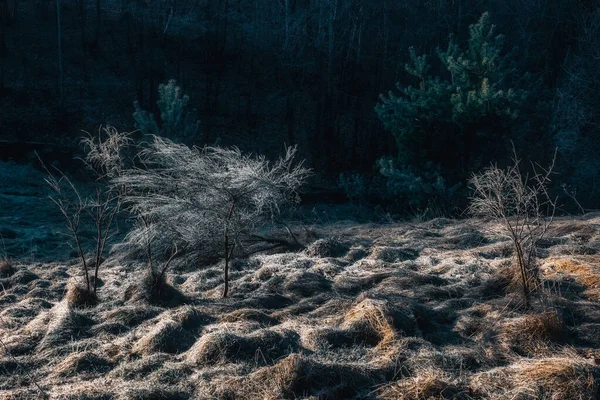 Çayırda soğuk bir sabah