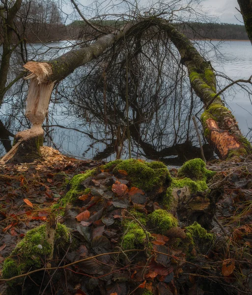 Σπασμένα Δέντρα Από Κάστορες Στη Λίμνη Gowidliski Πολωνία — Φωτογραφία Αρχείου
