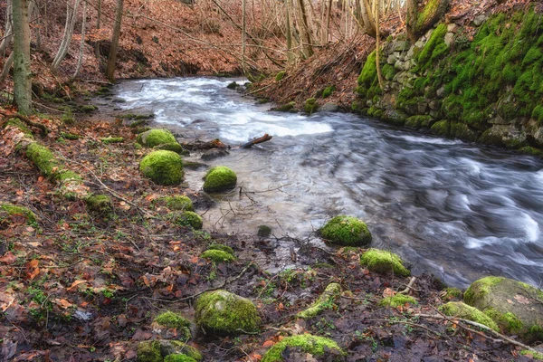 Kashubia 'da sonbahar vahşi orman nehri (Polonya)