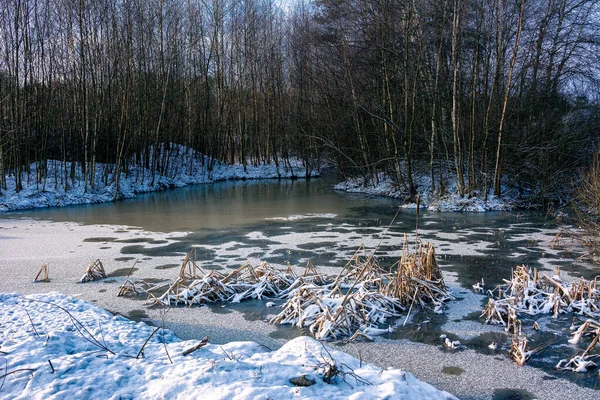 Orman Gölü kıyısında kış sabahı