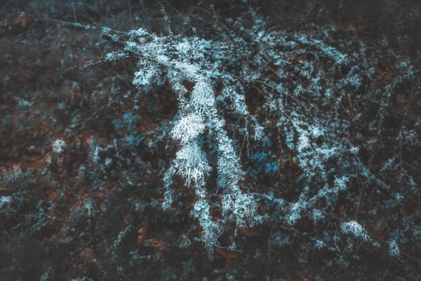 Kış ormanının soyut şekilleri