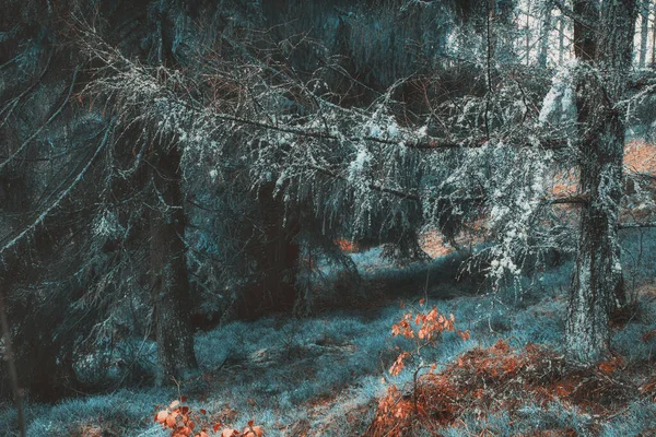 Peri masalı ormanında bir sabah