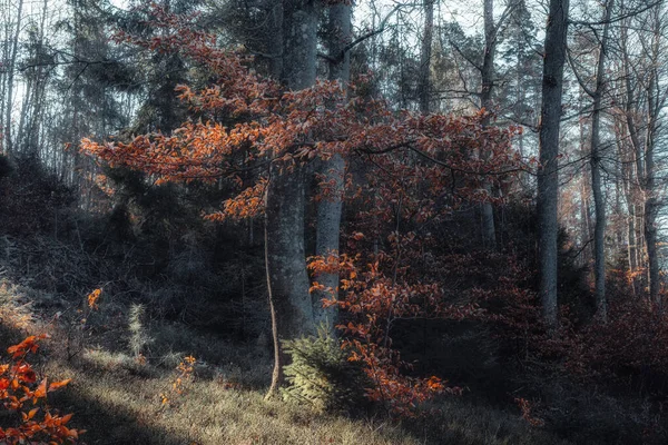森林里的一个童话般的早晨 — 图库照片