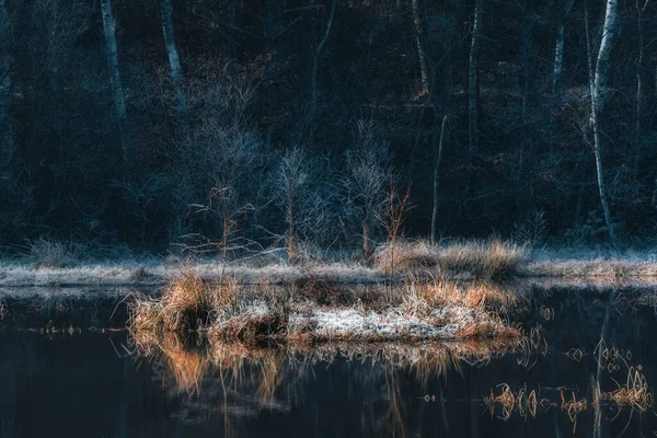 Frühlingsmorgen Ufer Eines Waldsees — Stockfoto